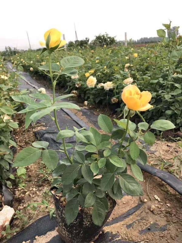 學(xué)會(huì )了正確的盆栽澆水方法(圖1)